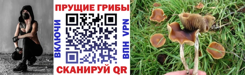 Псилоцибиновые грибы Psilocybe  Купить  Мантурово 